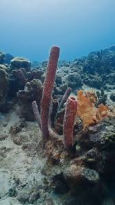 Attēlu rezultāti vaicājumam “Tubifera applanata”