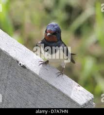 Attēlu rezultāti vaicājumam “Hirundo rustica juvenile”