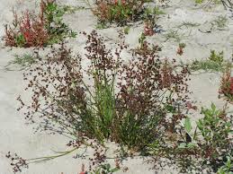 Attēlu rezultāti vaicājumam “Juncus compressus”