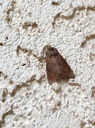 Attēlu rezultāti vaicājumam “Orthosia sp.”