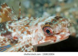 Image result for Dactylopterus volitans
