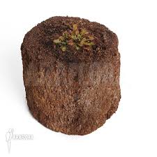 Attēlu rezultāti vaicājumam “Drosera x obovata leaf”