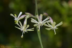Attēlu rezultāti vaicājumam “Silene nutans”