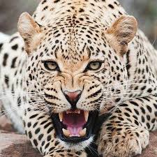 Afbeeldingsresultaat voor cheeta