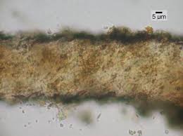 Attēlu rezultāti vaicājumam “Chaenotheca brachypoda”