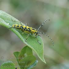 Attēlu rezultāti vaicājumam “Saperda scalaris”