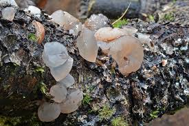 Attēlu rezultāti vaicājumam “Neobulgaria pura”