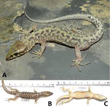 Attēlu rezultāti vaicājumam “Lycogala convexum sessile”