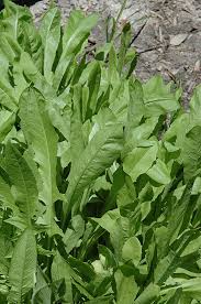 Image result for Cichorium intybus
