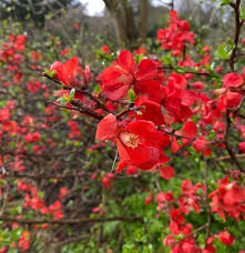 Attēlu rezultāti vaicājumam “Cydonia oblonga flower”