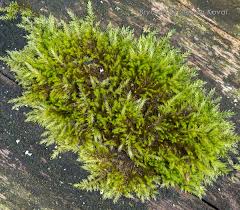 Attēlu rezultāti vaicājumam “Platygyrium repens”