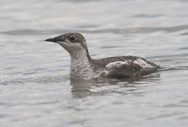 Image result for Brachyramphus perdix