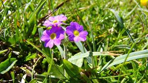 Attēlu rezultāti vaicājumam “Primula farinosa fruit”