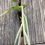 Attēlu rezultāti vaicājumam “Epilobium palustre fruit”