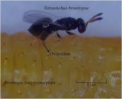 Attēlu rezultāti vaicājumam “Epirhoe tristata”