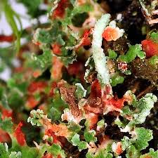 Attēlu rezultāti vaicājumam “Cladonia norvegica”