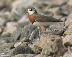 Image result for Charadrius asiaticus