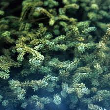 Attēlu rezultāti vaicājumam “Elodea canadensis leaf”