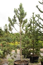 Attēlu rezultāti vaicājumam “Pinus ponderosa”