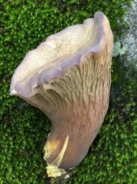 Attēlu rezultāti vaicājumam “Gomphus clavatus”