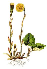 Attēlu rezultāti vaicājumam “Tussilago farfara flower”