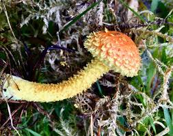 Attēlu rezultāti vaicājumam “Pholiota flammans”