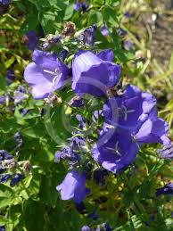 Attēlu rezultāti vaicājumam “Campanula persicifolia leaf”