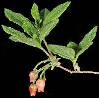 Attēlu rezultāti vaicājumam “Menziesia ferruginea”