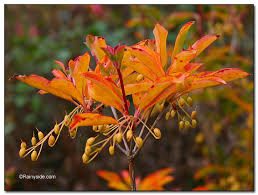 Attēlu rezultāti vaicājumam “Enkianthus campanulatus”