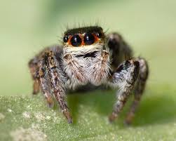 Attēlu rezultāti vaicājumam “Xanthogramma sp.”