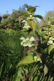 Attēlu rezultāti vaicājumam “Lamium album”