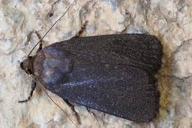 Attēlu rezultāti vaicājumam “Amphipyra livida”