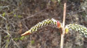 Attēlu rezultāti vaicājumam “Salix triandra male flower”