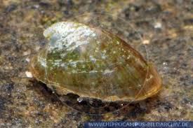 Attēlu rezultāti vaicājumam “Ancylus fluviatilis”