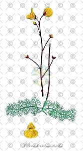 Attēlu rezultāti vaicājumam “Pinguicula vulgaris fruit”