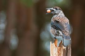 Attēlu rezultāti vaicājumam “Nucifraga caryocatactes adult”