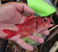 Image result for Tautogolabrus adspersus