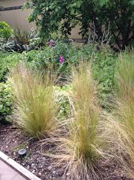 Attēlu rezultāti vaicājumam “Najas tenuissima”