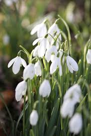 Attēlu rezultāti vaicājumam “Galanthus nivalis leaf”