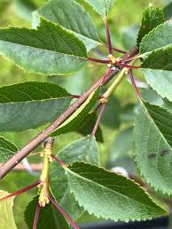 Attēlu rezultāti vaicājumam “Cerasus leaf”