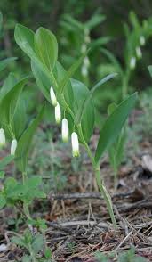 Attēlu rezultāti vaicājumam “Polygonatum odoratum bud”