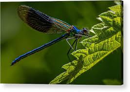 Attēlu rezultāti vaicājumam “Calopterygidae”