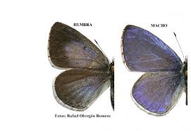 Attēlu rezultāti vaicājumam “Celastrina argiolus male”