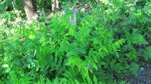 Attēlu rezultāti vaicājumam “Galega orientalis flower”