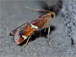 Attēlu rezultāti vaicājumam “Pyralis regalis”