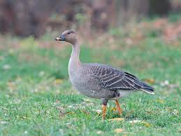 Attēlu rezultāti vaicājumam “Anser serrirostris adult”