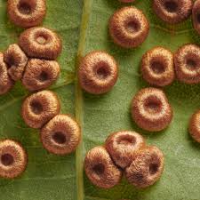 Attēlu rezultāti vaicājumam “Licea castanea macro”