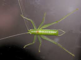 Attēlu rezultāti vaicājumam “Entomophaga grylli”