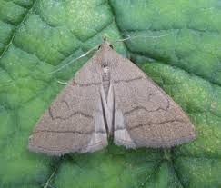 Attēlu rezultāti vaicājumam “Zanclognatha tarsipennalis”