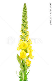 Attēlu rezultāti vaicājumam “Verbascum densiflorum bud”